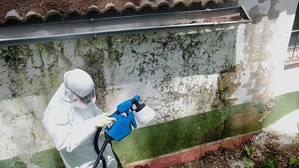 Trusted Commercial Mold Remediation service in Spring House, PA - Cheap Mold Removal